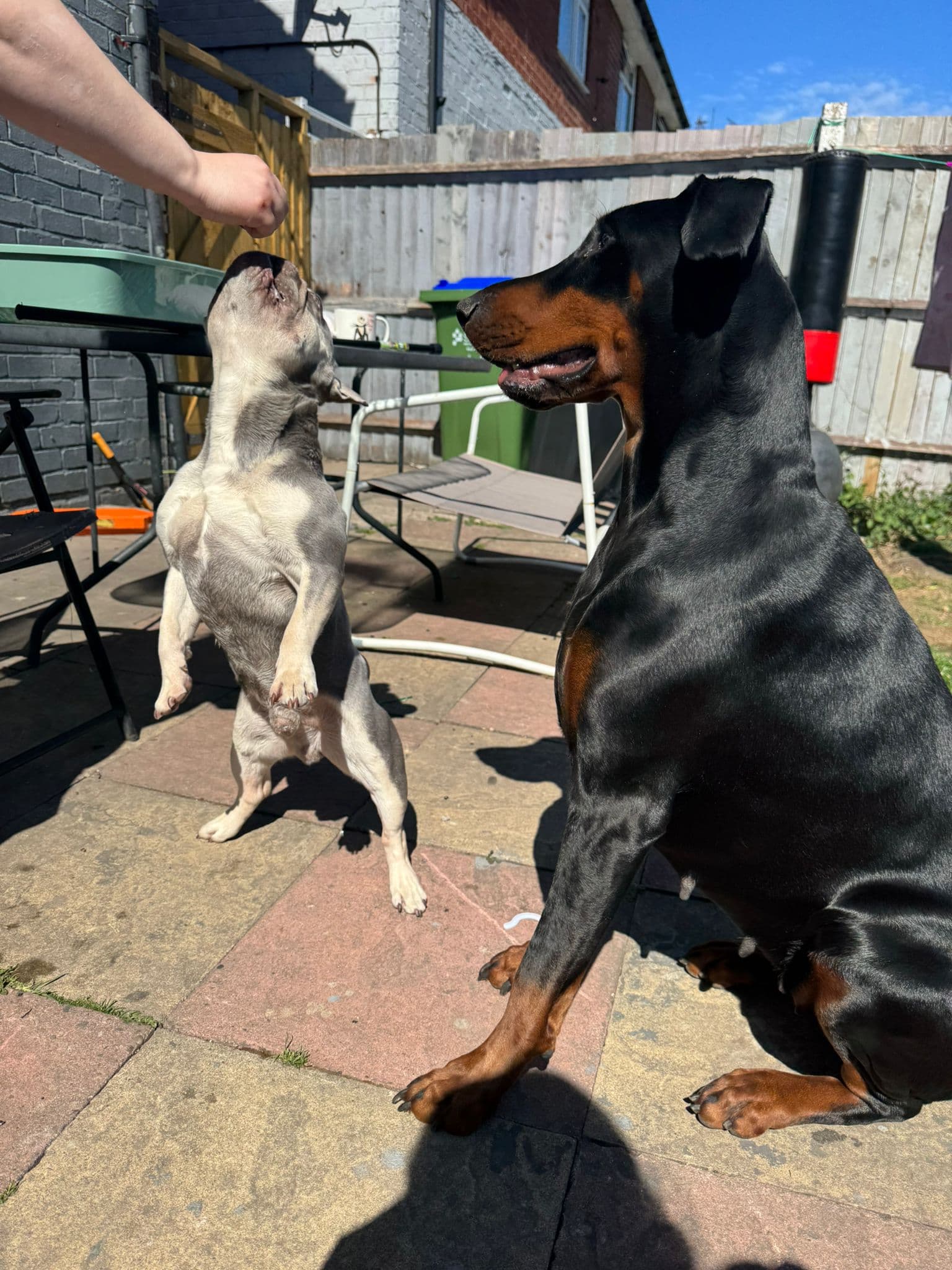 Happy customer with their dog