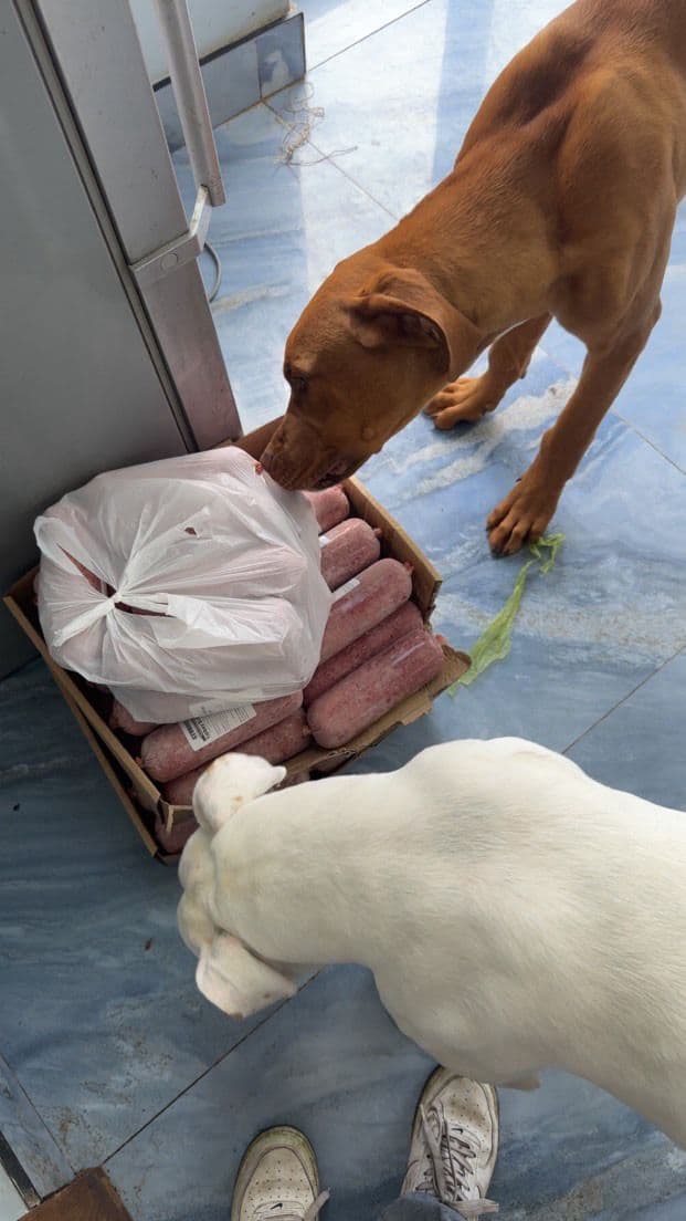 Dog enjoying natural treats